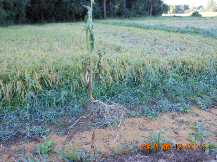 トマトの病気 2012-09-12
