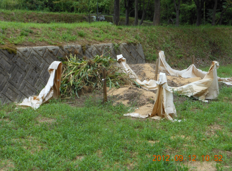 ダメなとうもろこしの片付け 2012-09-12