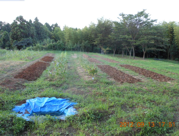 カザフ辛味大根の発芽 2012-09-13