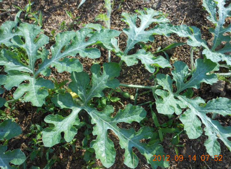 野良スイカかも? 2012-09-14