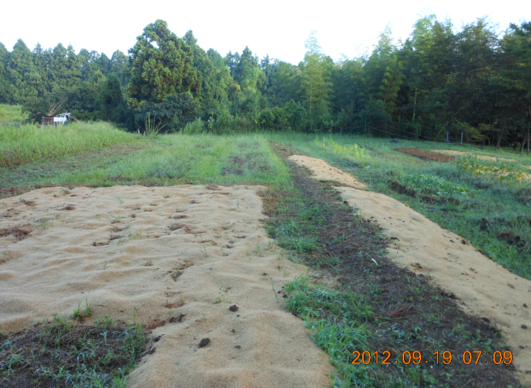 とうもろこしの処分 2012-09-19