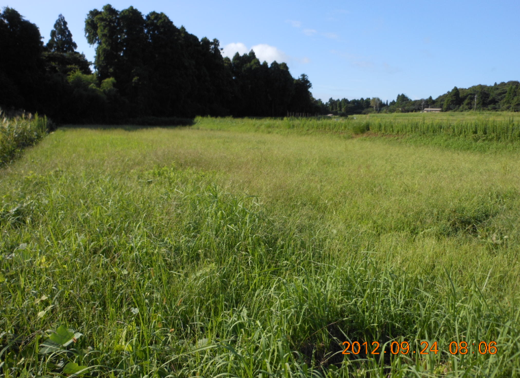 ４号圃場の草刈り 2012-09-24