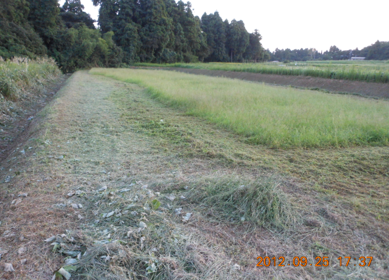４号圃場の草刈り終わった 2012-09-26
