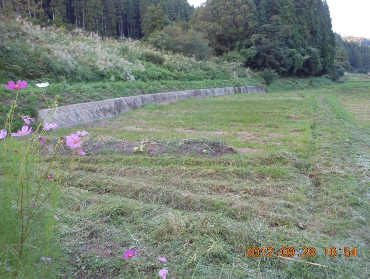 2号ほ場は大体終わった 2012-09-28
