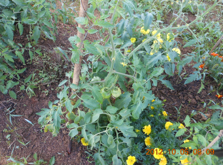 トマトの虫害と病害 2012-10-05