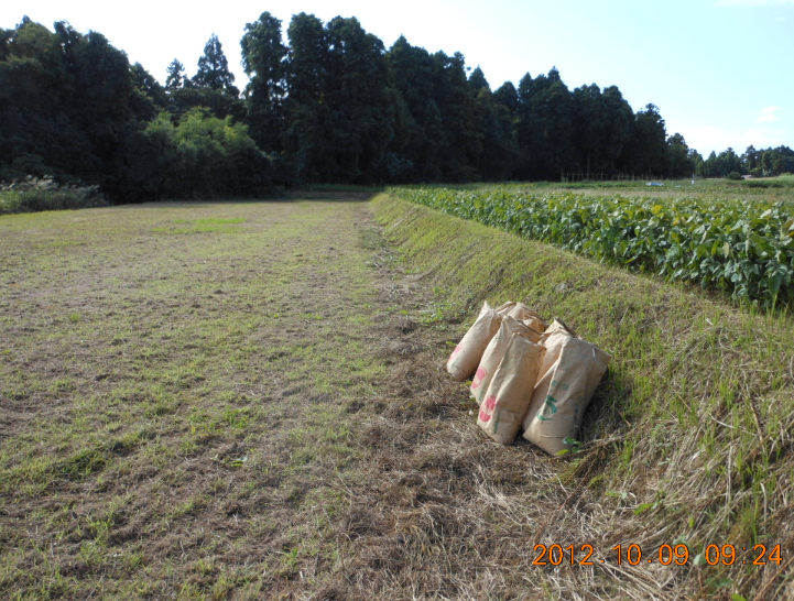 くず大豆をもらった 2012-10-09