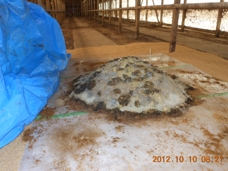 こおろぎの姿が 2012-10-10