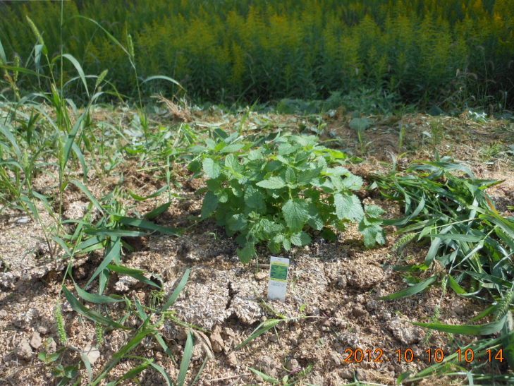 レモンバームは使えそうです 2012-10-10