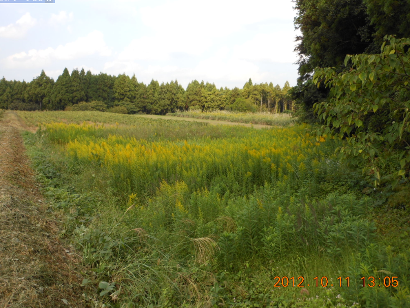 新規にほ場を借りました-2012-10-11