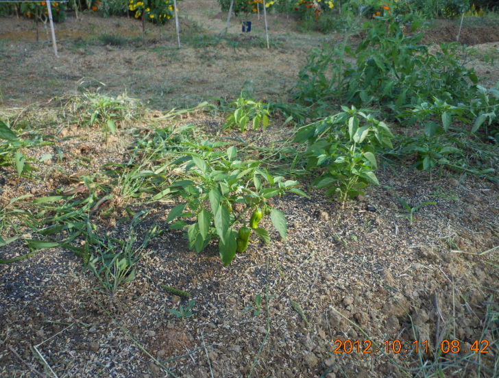 伊勢ピーマンの支柱立て 2012-10-11