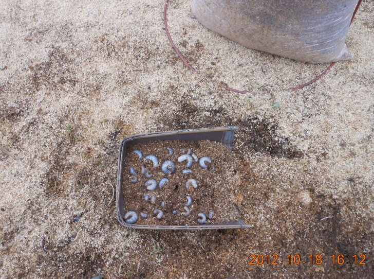 穴水6号ほ場でかぶとむし堆肥 2012-10-18