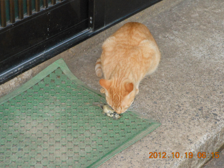 小鳥が２羽 2012-10-19