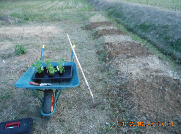 穴水5号ほ場で草刈りの後、3号ほ場でレモンバームの定植 2012-10-22