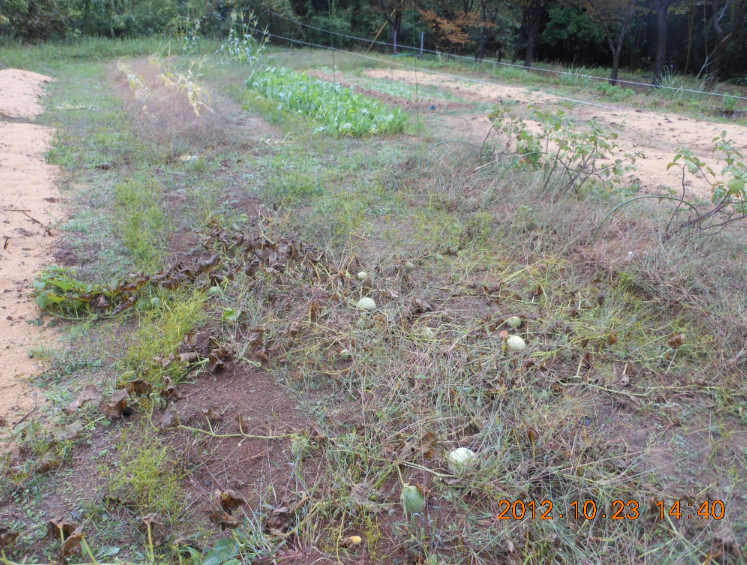 冬瓜は獣は食べない？ 2012-10-23