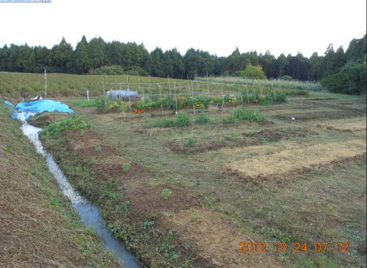 レモンバームの挿し木の準備 2012-10-24