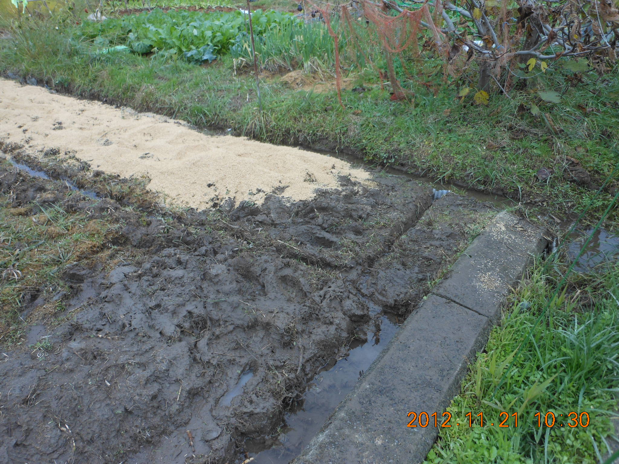 もみ殻補助暗渠 2012-11-21