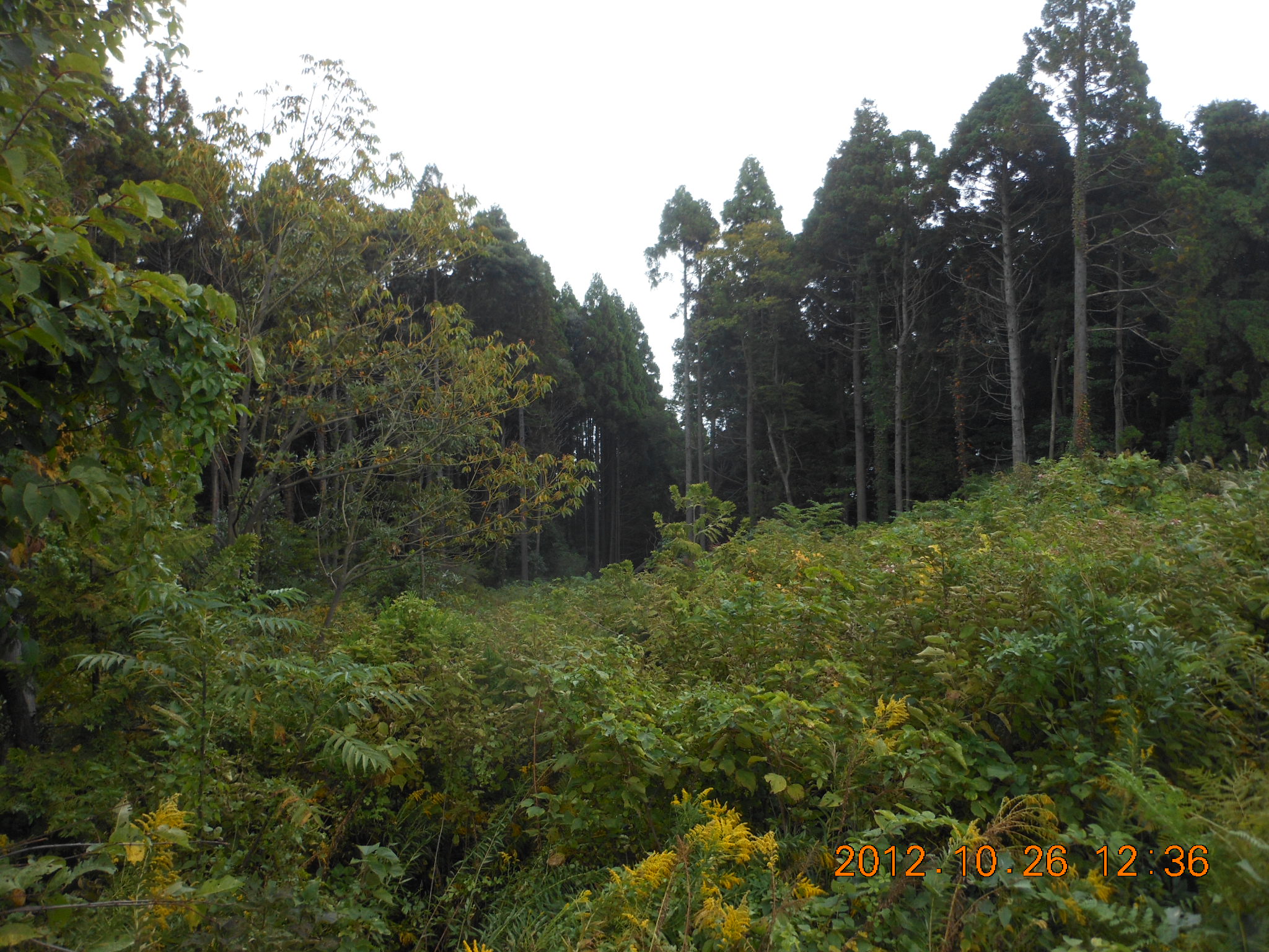 4号ほ場でまだまだ草刈り 2012-10-26