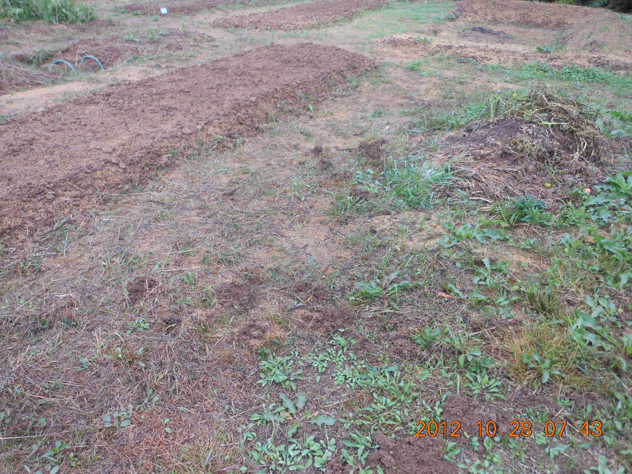 ３号ほ場でもぐらの穴かも？ 2012-10-28