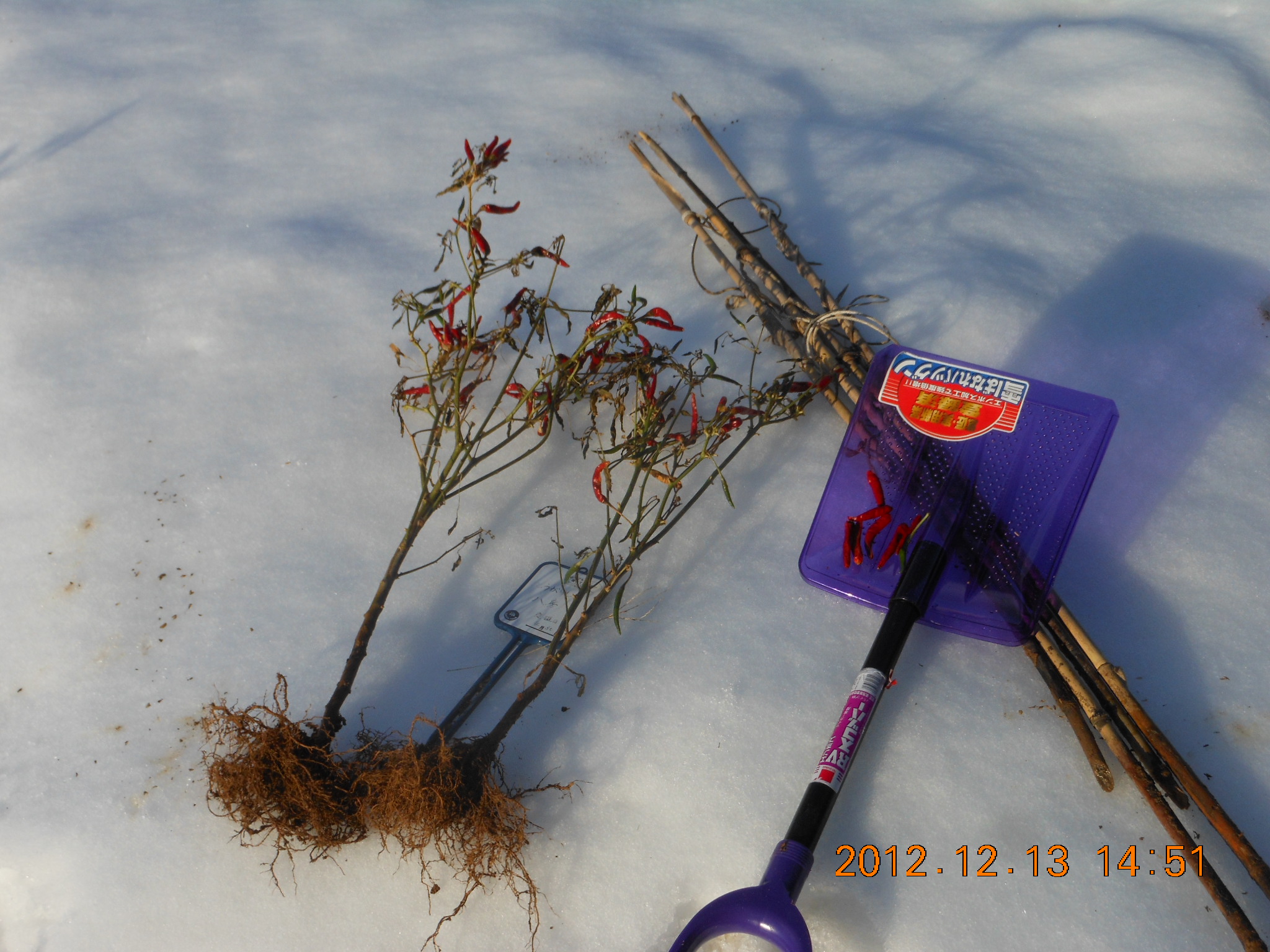 八房とうがらしの収穫 2012-12-13