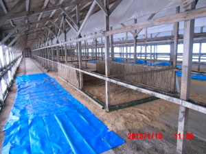 踏み込み温床作り（５） 2013-01-10