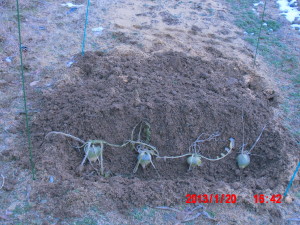 カザフ辛味大根の選抜 2013-01-20