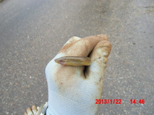 やつめうなぎの子供 2013-01-22