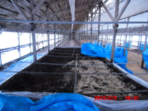 踏み込み温床の温度が上がらないので米ぬかをかぶせてみました- 2013-02-09