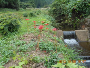 １号ほ場で彼岸花の移植と木の撤去のあと５号ほ場で粗大ごみの片づけ- 2013-02-20