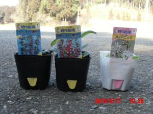 ロベリアとカンパニュラ 2013-03-17