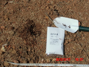えびす草（ハブ茶）の播種（その２） 2013-03-17