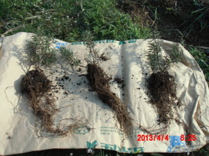 ローズマリーの移植 2013-04-04