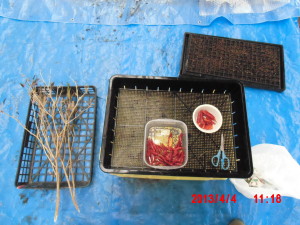 八房とうがらしの播種だけど 2013-04-04