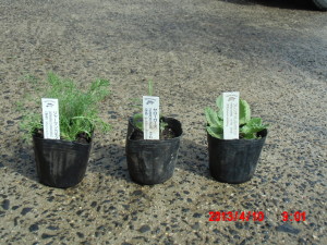 ハーブの定植 2013-04-10