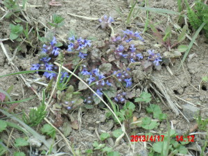 日本の花を植えてみた 2013-04-19