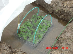 レモンバームの水差し増殖 2013-04-20