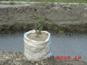 ローズマリーと水はけの話 2013-04-30