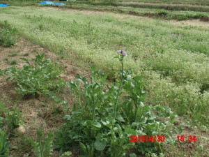 カザフ辛味大根の花 2013-04-30