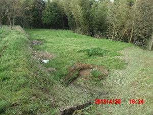 草刈りとムスカリと水仙の植え替え 2013-05-01
