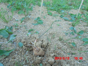 2号圃場でアピオスの発芽 2013-05-13