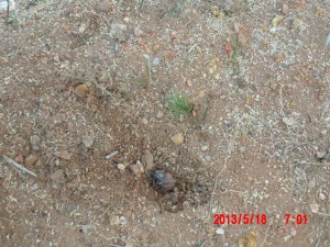 アピオスを追加で植えつけ 2013-05-16