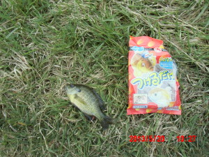 魚屋さんに聞いたらブルーギルだった 2013-05-20