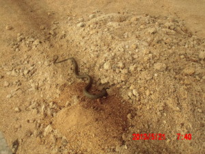 蛇の季節 2013-05-21