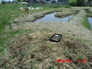 かぼちゃ（バターナッツ）の定植 2013-05-21