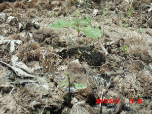 栗の実の発芽 2013-05-21