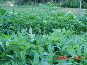 エビス草は23日には発芽しました 2013-05-26