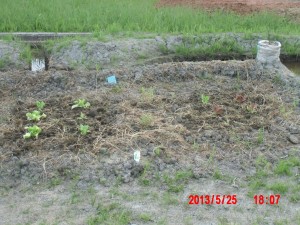 もらった野菜の苗を定植してました 2013-05-26