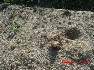 西洋わさびが枯れた 2013-06-04