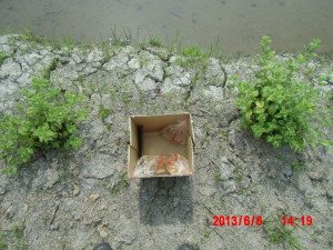 八房とうがらしの鉢上げと金魚 2013-06-06