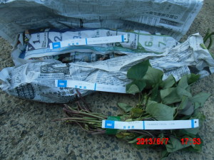 さつまいもの苗を定植です 2013-06-08