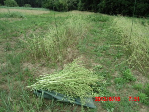 カザフ辛味大根の株の刈り取り 2013-06-18